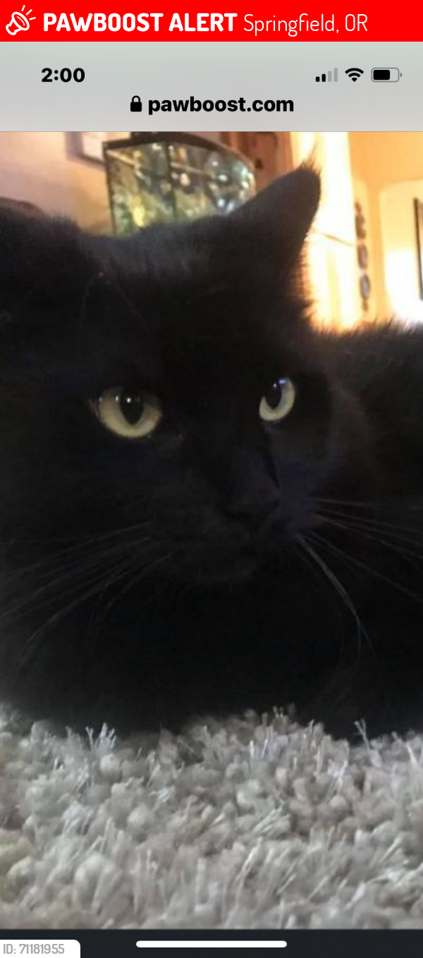 Lost Male Cat last seen 51st st Springfield or, Springfield, OR 97477