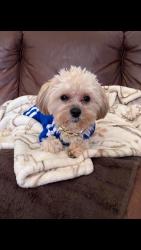 Lost Male Dog last seen Near 12th Ave phenix city Ala Whispering Pines Apartments behind KFC and Broad St and 12th st, Phenix City, AL 36867