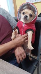 Lost Male Dog last seen Marquette School, Chicago, IL 60629