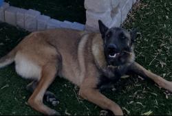 Lost Female Dog last seen 107th and lowerbuckeye, Avondale, AZ 85353