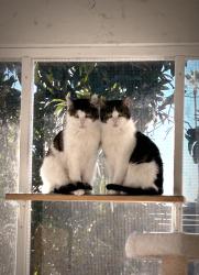 Lost Male Cat last seen Altadena Drive/ Olive Avenue, Altadena, CA 91001