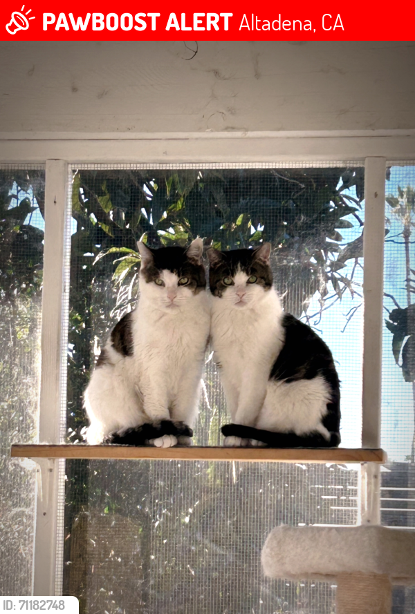 Lost Male Cat last seen Altadena Drive/ Olive Avenue, Altadena, CA 91001
