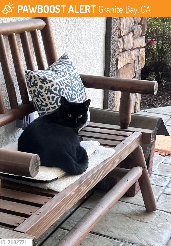 Found/Stray Unknown Cat last seen Wood Thrush, Granite Bay, CA 95746