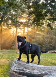 Lost Male Dog last seen In the woods where Antibes Dr ends, Brampton, ON L6X
