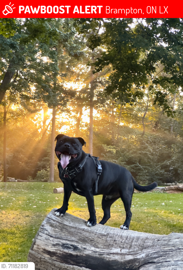 Lost Male Dog last seen In the woods where Antibes Dr ends, Brampton, ON L6X