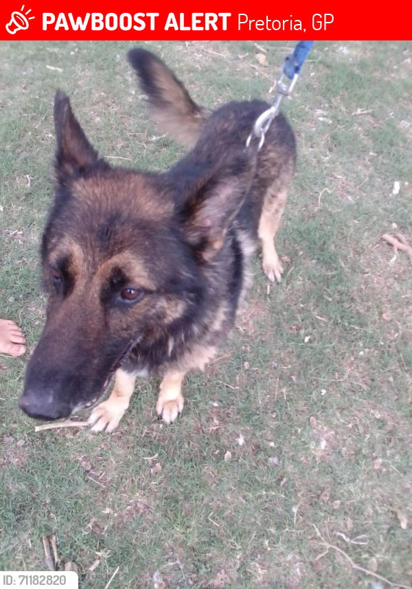 Lost Male Dog last seen Mohloto R573 road Refilwe HJG transport Sand, Pretoria, GP 