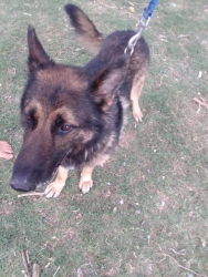 Lost Male Dog last seen Mohloto R573 road Refilwe HJG transport Sand, Pretoria, GP 