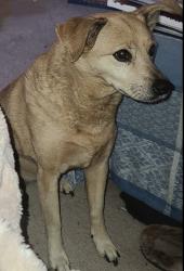 Lost Female Dog last seen New Construction Site Near Judd Rd, Amelia, OH 45102