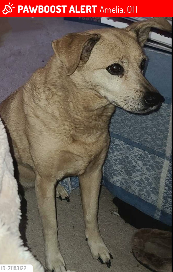Lost Female Dog last seen New Construction Site Near Judd Rd, Amelia, OH 45102