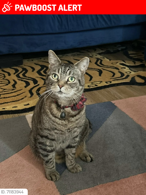 Lost Male Cat last seen West Ham cemetery, Greater London, England E15 1ST