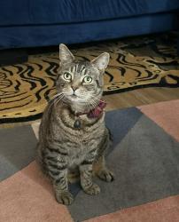 Lost Male Cat last seen West Ham cemetery, Greater London, England E15 1ST