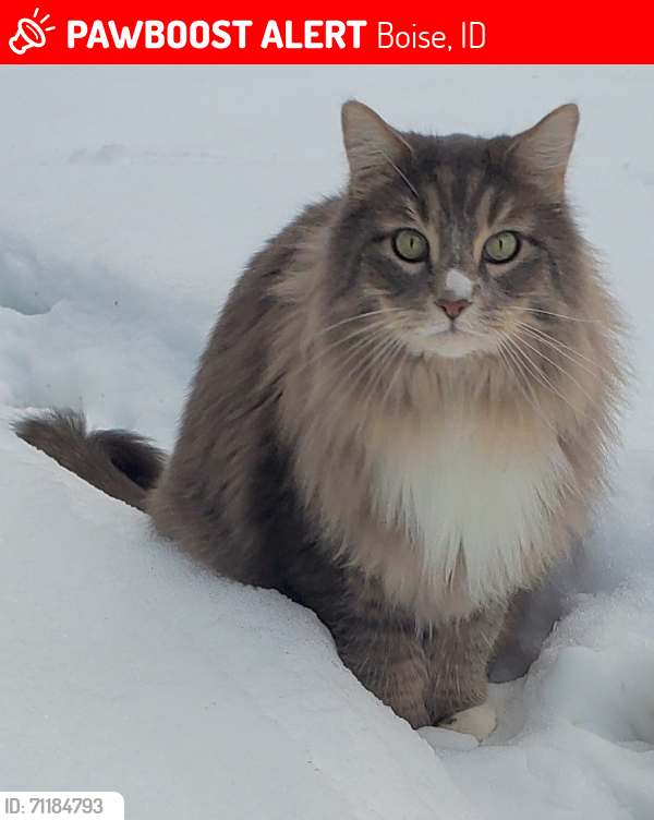Lost Male Cat last seen Camden Pl near Milwaukee and Ustick, Boise, ID 83704