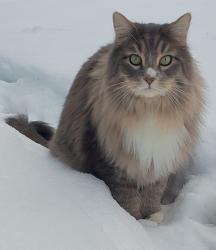 Lost Male Cat last seen Camden Pl near Milwaukee and Ustick, Boise, ID 83704