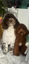 Reunited Male Dog last seen Parr rd Flint Hill, Wentzville, MO 63385