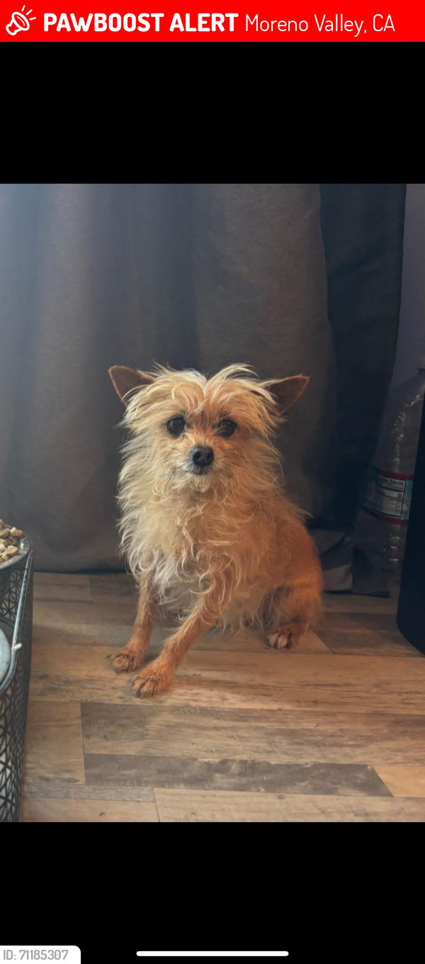 Lost Female Dog last seen Large apmt complex, Moreno Valley, CA 92551
