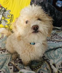 Lost Male Dog last seen Downing Street , Lafayette, LA 70506