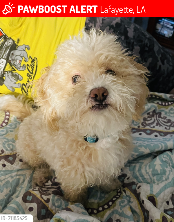 Lost Male Dog last seen Downing Street , Lafayette, LA 70506