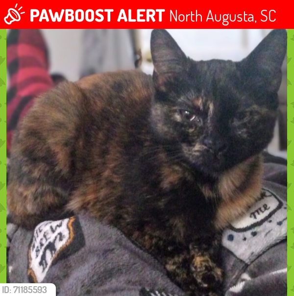 Lost Female Cat last seen Neighborhood behind the KFC on Martintown Rd , North Augusta, SC 29841