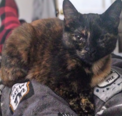 Lost Female Cat last seen Neighborhood behind the KFC on Martintown Rd , North Augusta, SC 29841