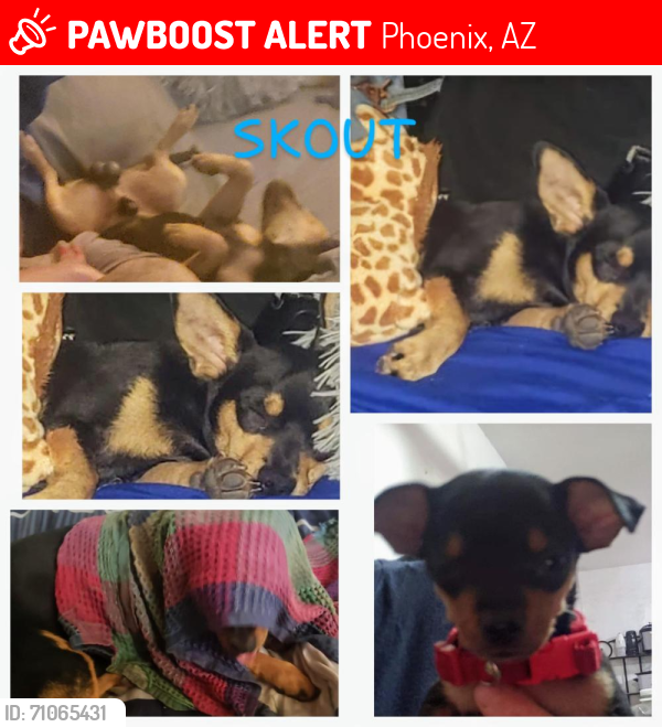 Lost Male Dog last seen 40th St and Baseline Rd, Phoenix, AZ 85042