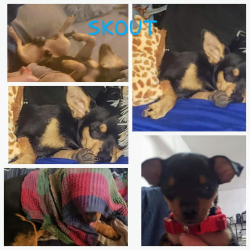 Lost Male Dog last seen 40th St and Baseline Rd, Phoenix, AZ 85042