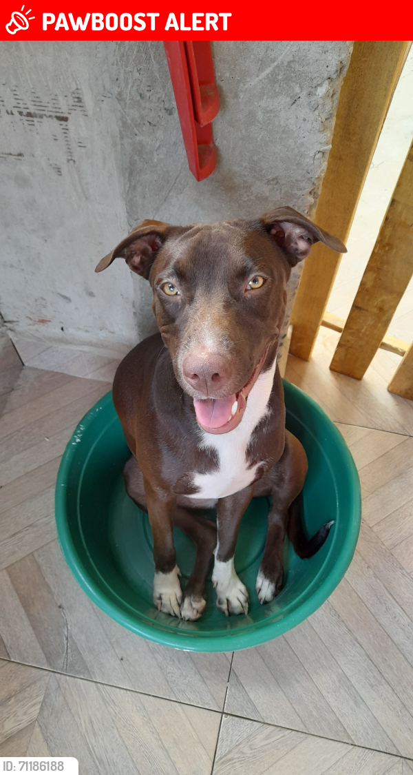Lost Female Dog last seen Frontera de Piedras Negras, fue entregado a los policías fronterizos  de Texas , Hidalgo del Parral, Chih. 33820