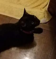 Lost Female Cat last seen Near 46th Street North, St. Petersburg, FL 33714