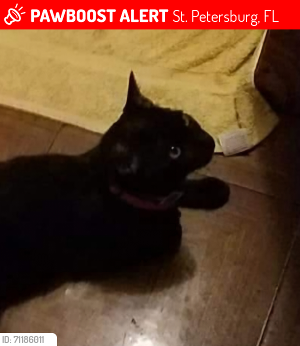 Lost Female Cat last seen Near 46th Street North, St. Petersburg, FL 33714