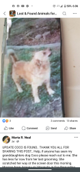 Lost Male Dog last seen Sterling avenue, San Bernardino, CA 92404