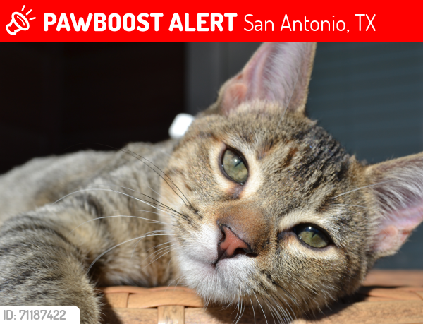 Lost Female Cat last seen Off 90 hwy, apts villages of Briggs ranch , San Antonio, TX 78245