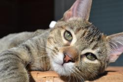 Lost Female Cat last seen Off 90 hwy, apts villages of Briggs ranch , San Antonio, TX 78245