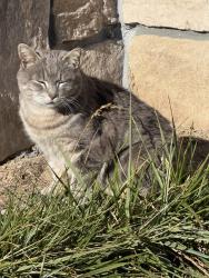 Lost Unknown Cat last seen Near Sugarloaf Road, Hendersonville, NC 28792
