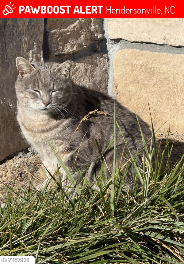 Lost Unknown Cat last seen Near Sugarloaf Road, Hendersonville, NC 28792