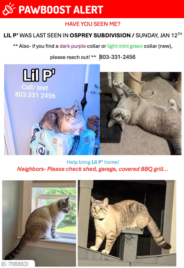Lost Female Cat last seen Lake Murray Elementary Chapin, Johnson Marina rd , Lake Murray of Richland, SC 29036