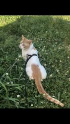 Lost Male Cat last seen E holly hill rd, Thomasville, NC 27360