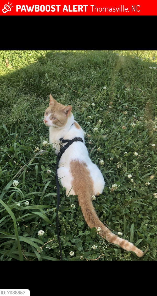 Lost Male Cat last seen E holly hill rd, Thomasville, NC 27360