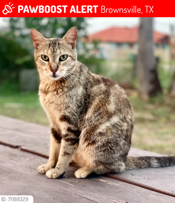 Lost Female Cat last seen By Cascade Park and Robindale Rd in Brownsville, TX, Brownsville, TX 78526