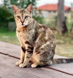 Lost Female Cat last seen By Cascade Park and Robindale Rd in Brownsville, TX, Brownsville, TX 78526