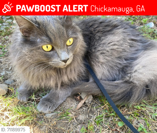 Lost Female Cat last seen Myers St, Chickamauga, GA 30707