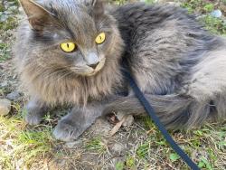 Lost Female Cat last seen Myers St, Chickamauga, GA 30707