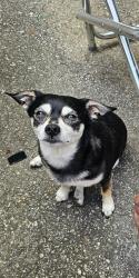 Lost Male Dog last seen Monte Vista, Buncombe County, NC 28715