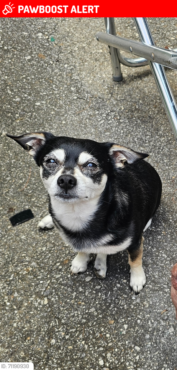Lost Male Dog last seen Monte Vista, Buncombe County, NC 28715