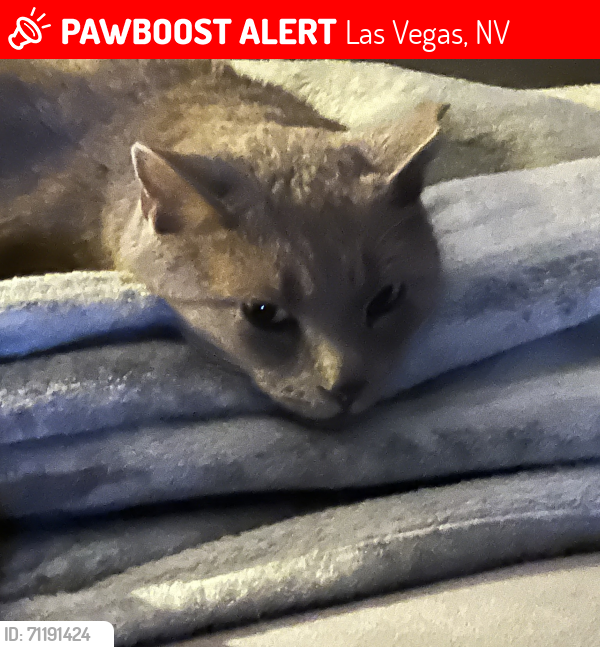 Lost Female Cat last seen Farm and Bradley , Las Vegas, NV 89131