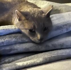 Lost Female Cat last seen Farm and Bradley , Las Vegas, NV 89131