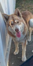 Lost Male Dog last seen Near John Kennedy high school , Richmond, CA 94804