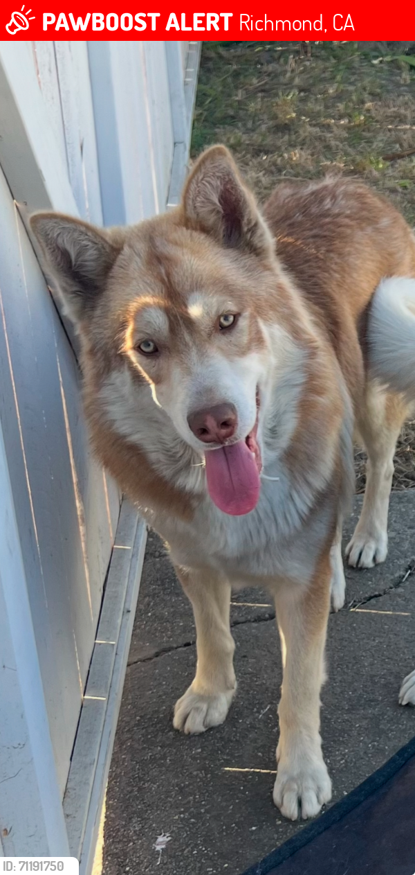 Lost Male Dog last seen Near John Kennedy high school , Richmond, CA 94804