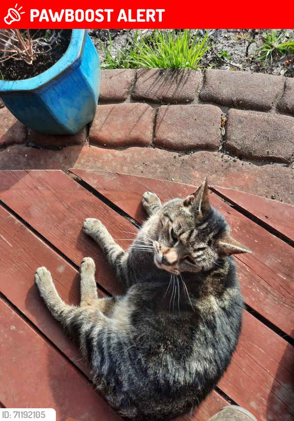 Lost Male Cat last seen Crabtree Hill, Lambourne End, England RM4 1ND