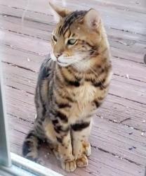 Lost Male Cat last seen Walker Rd, Hillsborough, NC 27278