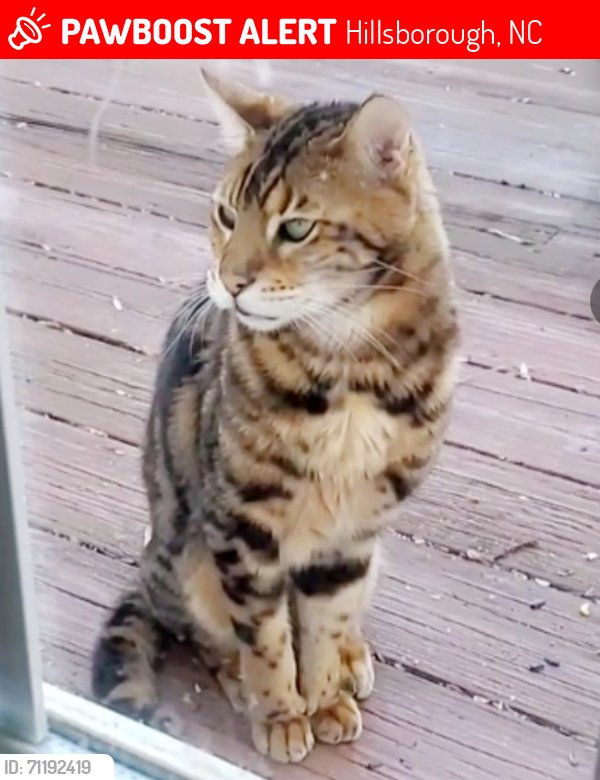 Lost Male Cat last seen Walker Rd, Hillsborough, NC 27278