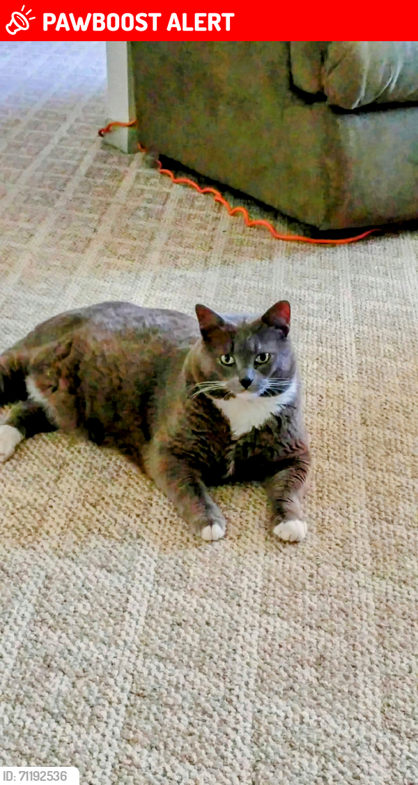 Lost Male Cat last seen Morley st and apopka, Inverness Highlands South, FL 34452